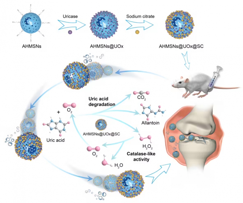 我国科学家目标 5 年内实现痛风患者“一针治疗”，纳米机器人“吃”掉尿酸结晶(图1)